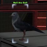 Null the Gull
